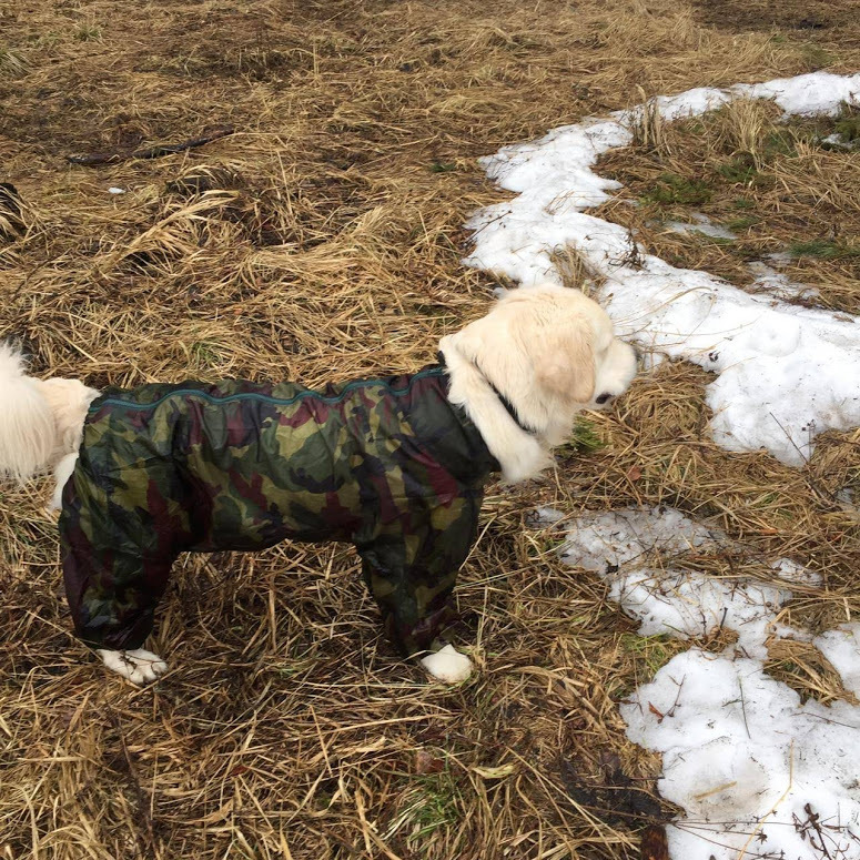 Ready for spring call - My, Golden retriever, Dog, Spring, Longpost