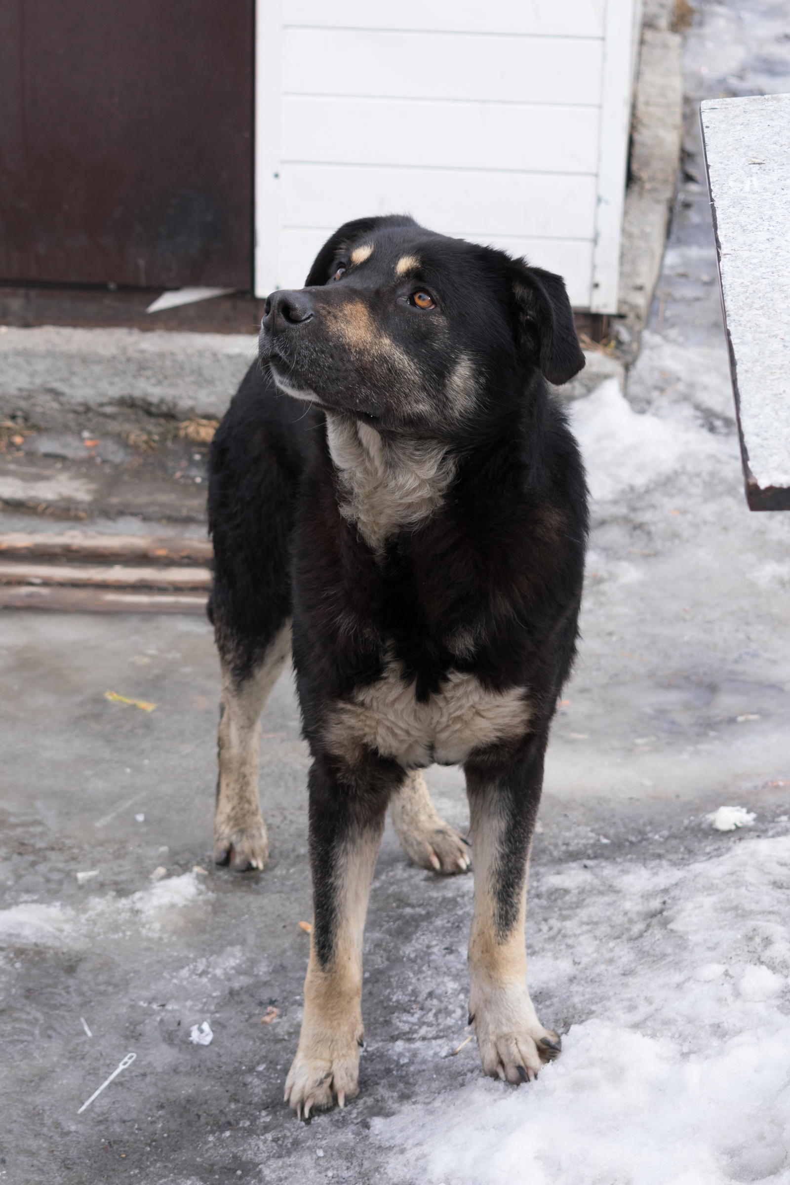 Notes of an adventurer: Gorny Altai. #5 - My, Mountain Altai, Ust-Koksa, Travels, Story, Infrastructure, Dog, Kindness, Longpost, Altai Republic