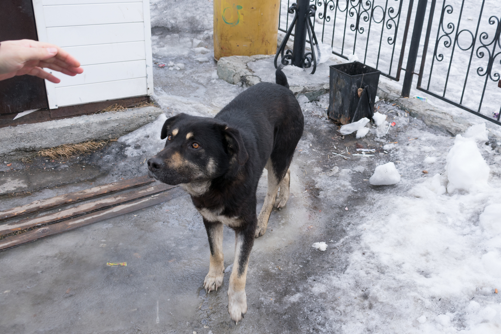 Notes of an adventurer: Gorny Altai. #5 - My, Mountain Altai, Ust-Koksa, Travels, Story, Infrastructure, Dog, Kindness, Longpost, Altai Republic