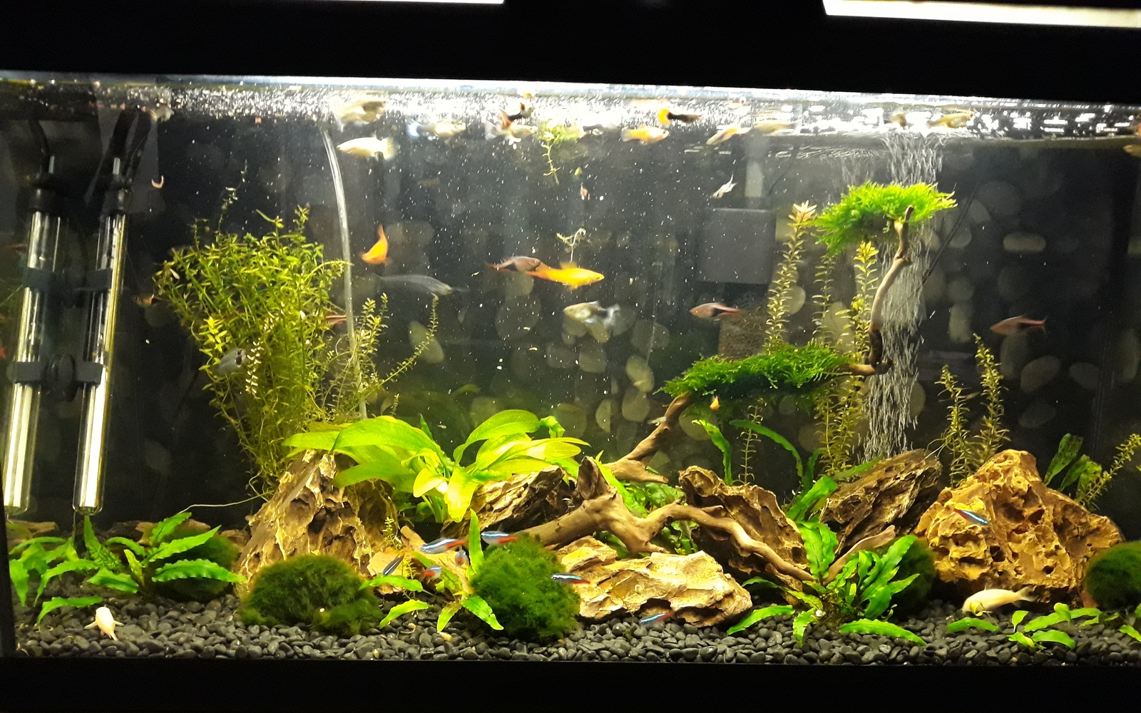 My aqua at work - My, Aquarium, Aquascape