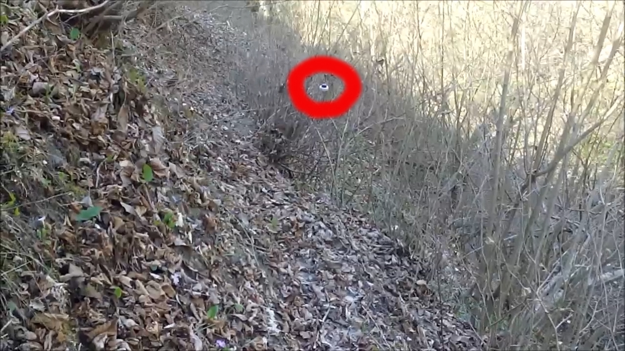 UFO CAME INTO FRAME IN THE FOREST today 2019 - My, UFO, Unidentified, Ufology, Anomaly, Walk in the woods, Interesting, news, Sensation