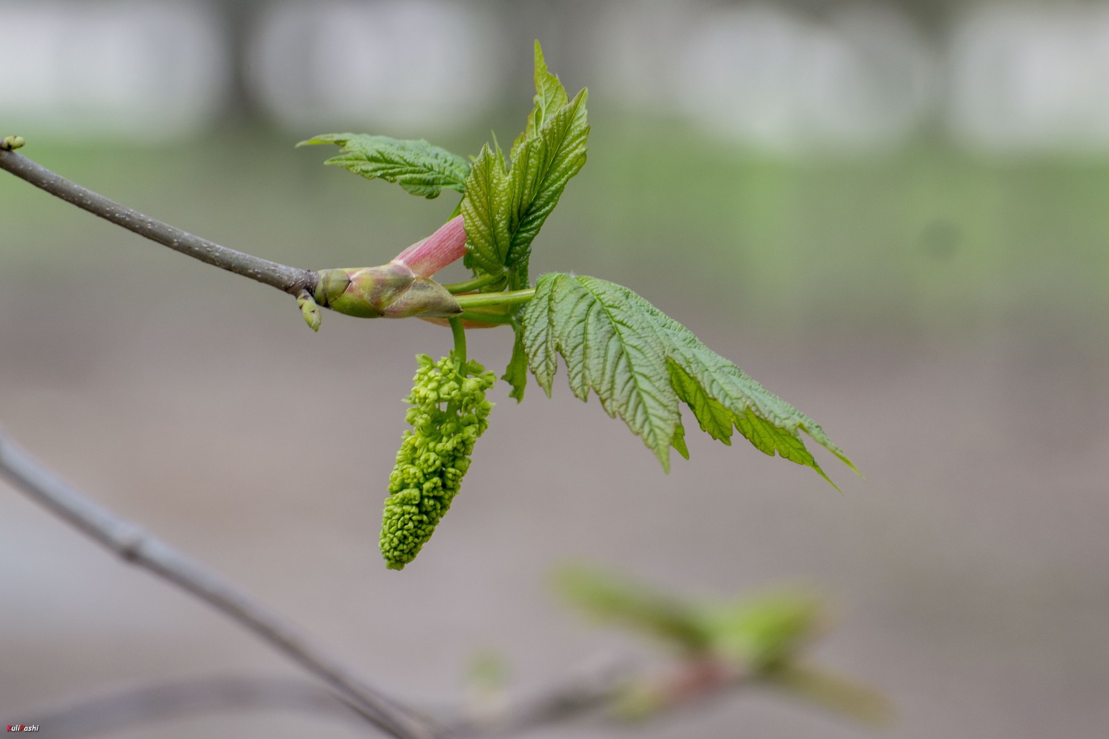 spring awakening - My, The photo, Spring, Nature, Flora, Awakening, Longpost