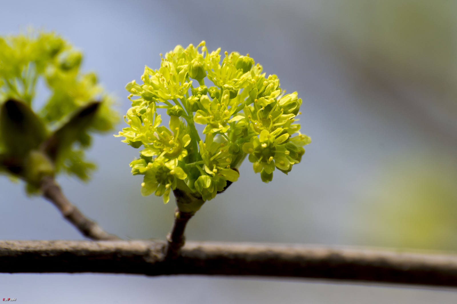 spring awakening - My, The photo, Spring, Nature, Flora, Awakening, Longpost