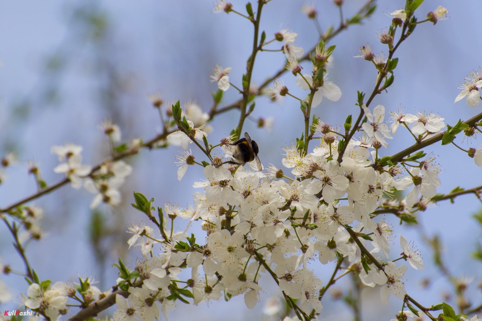 spring awakening - My, The photo, Spring, Nature, Flora, Awakening, Longpost