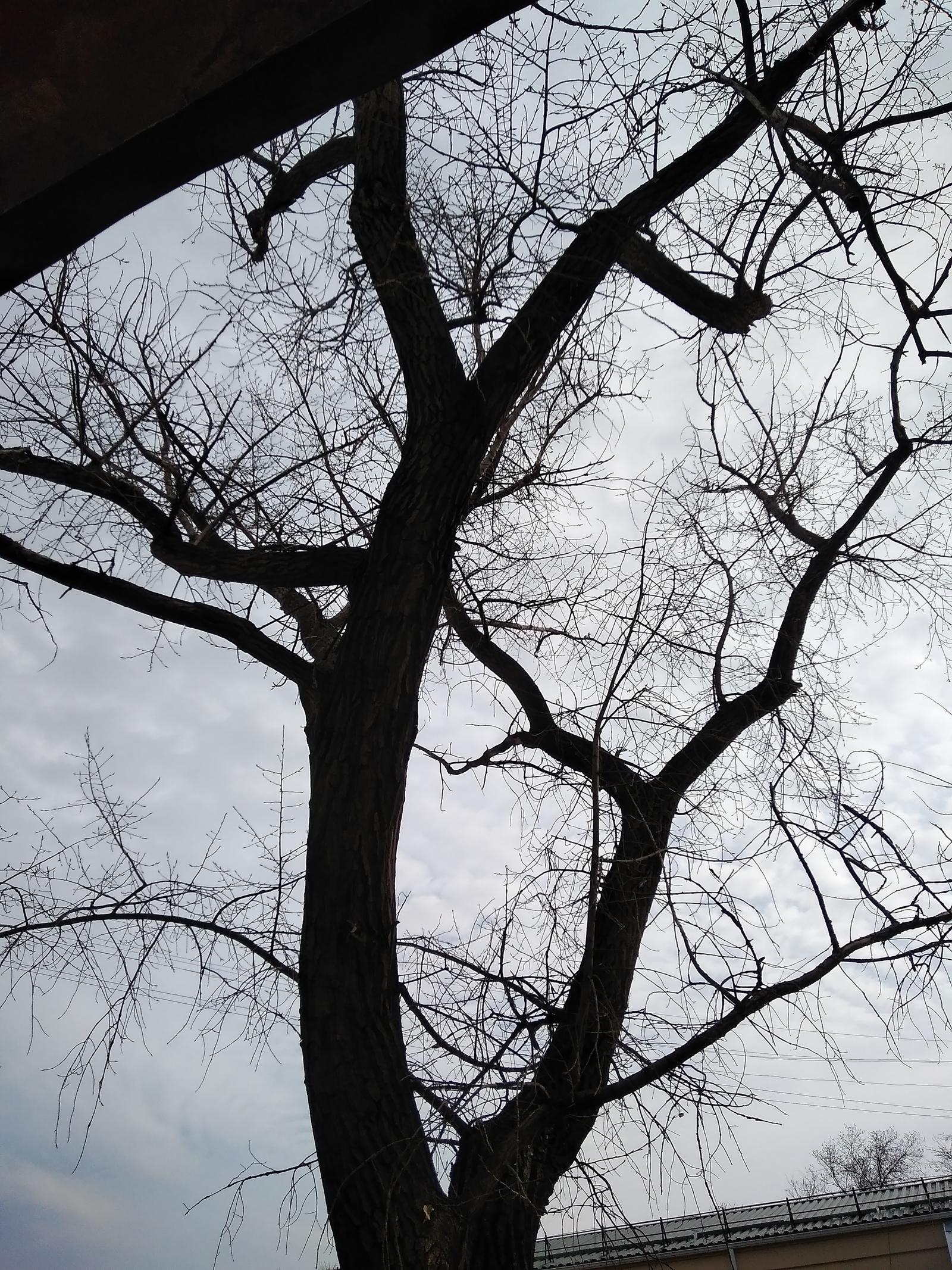 Barbaric sanitary pruning of century-old trees in Volgograd - My, Tree, Volgograd, Idiocy, Longpost