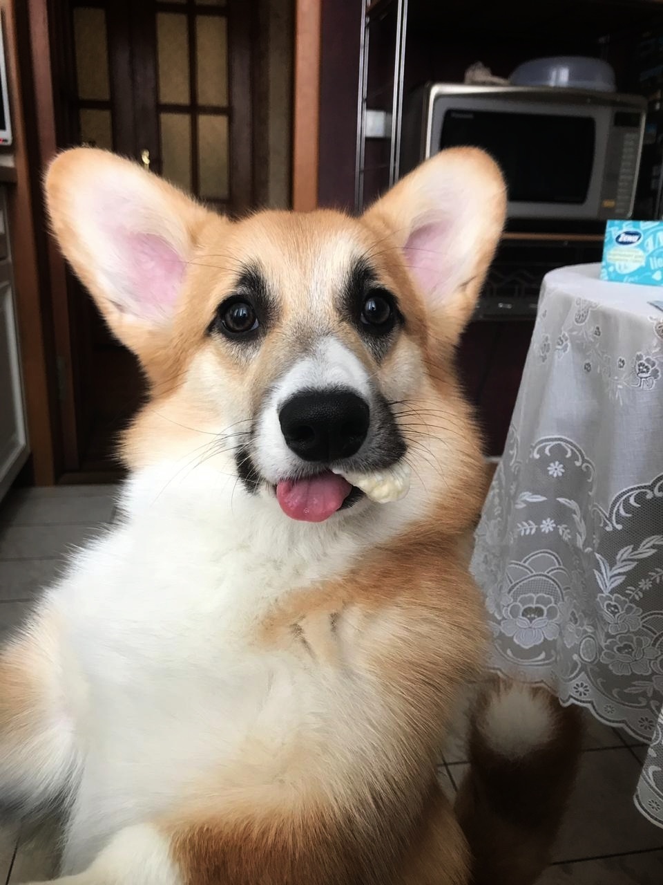 Hey fat, look what I've got! - My, Corgi, Pets, Dog