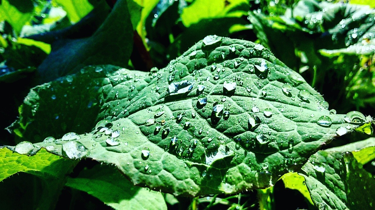 Water drops. - My, The photo, Rain, Grass