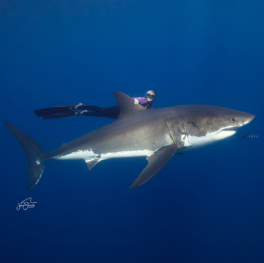 girl and sharks - Shark, Girls, Ocean, The photo, Longpost