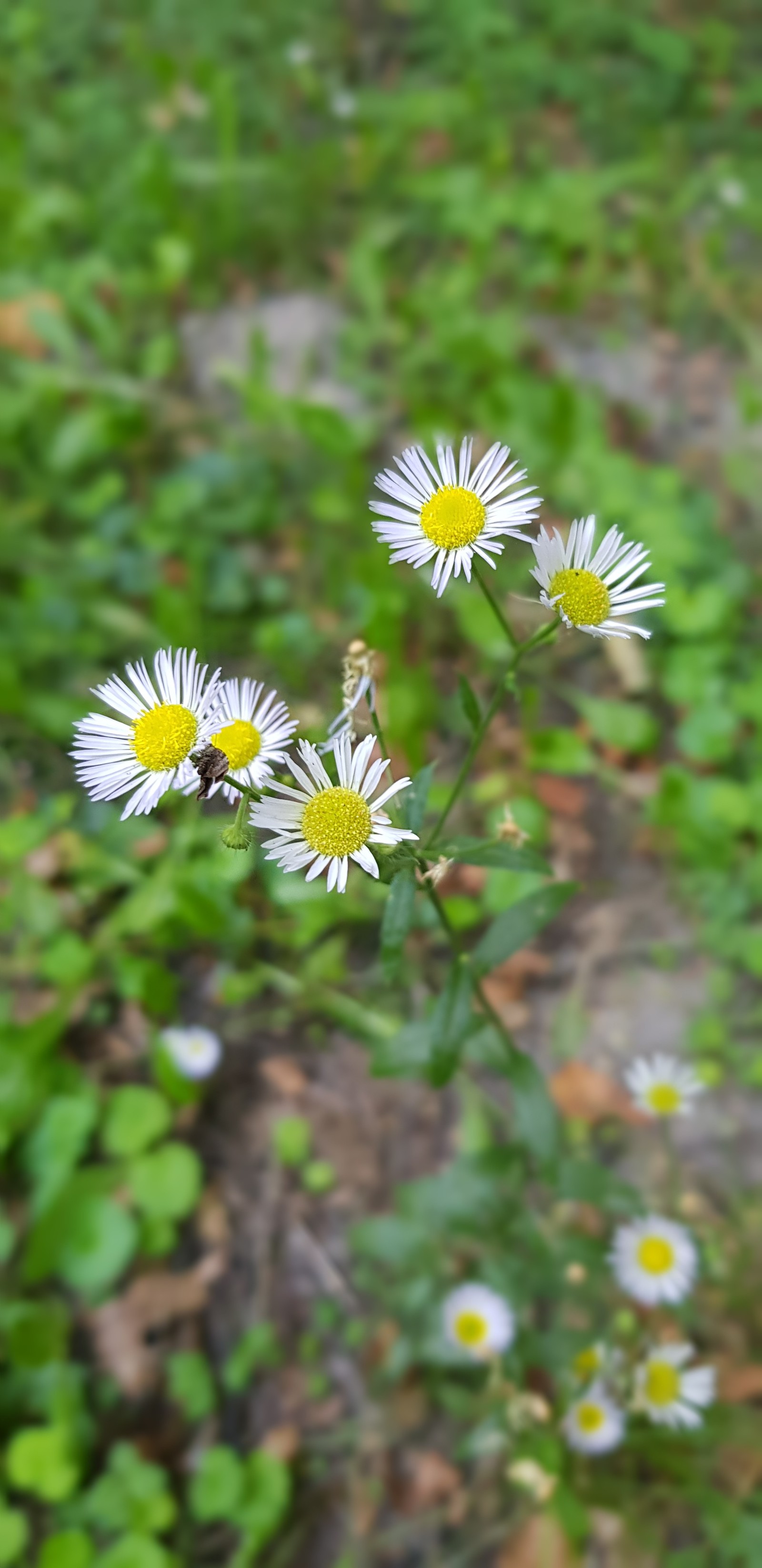 Spring is in your feed. - My, Spring, Heat, Macro photography, Longpost