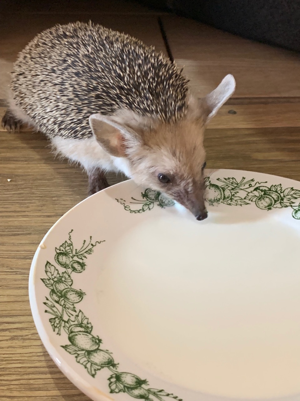 Spring guest =) - My, Hedgehog, , Milk, Video, Longpost