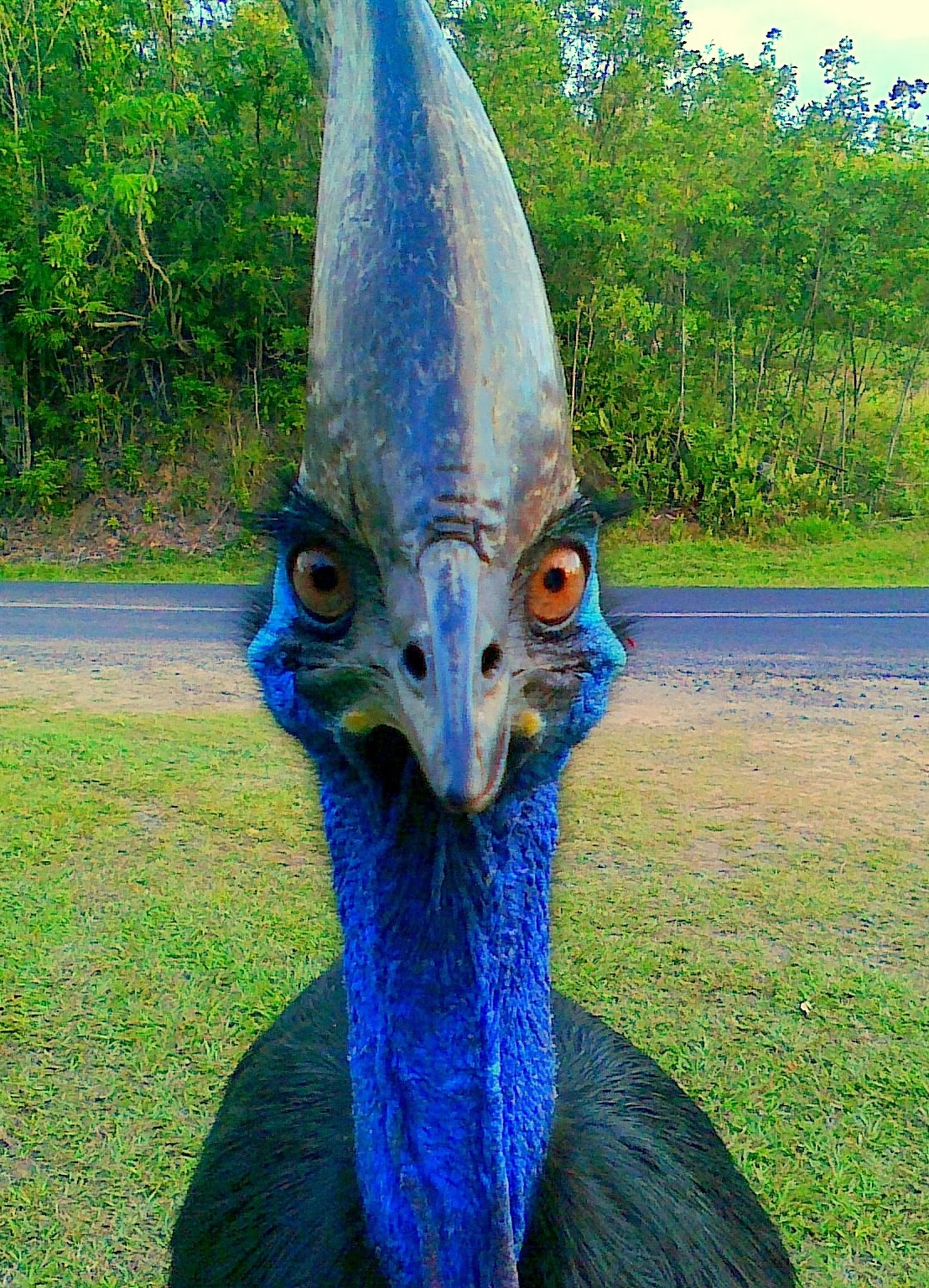 Kazuarchik - Birds, Cassowary