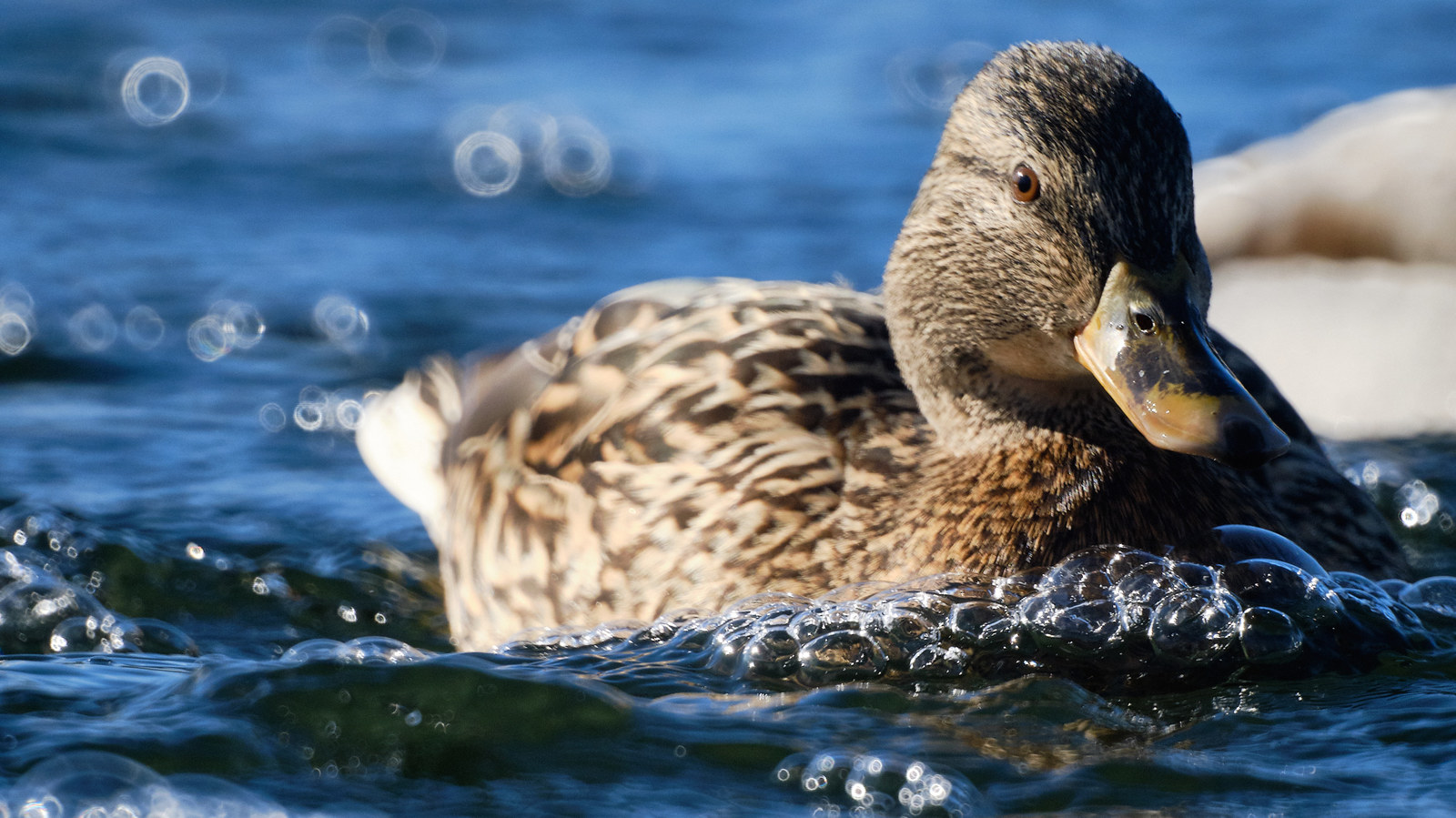 Ducks - My, Duck, The photo, The park, Zm-5sa, Longpost