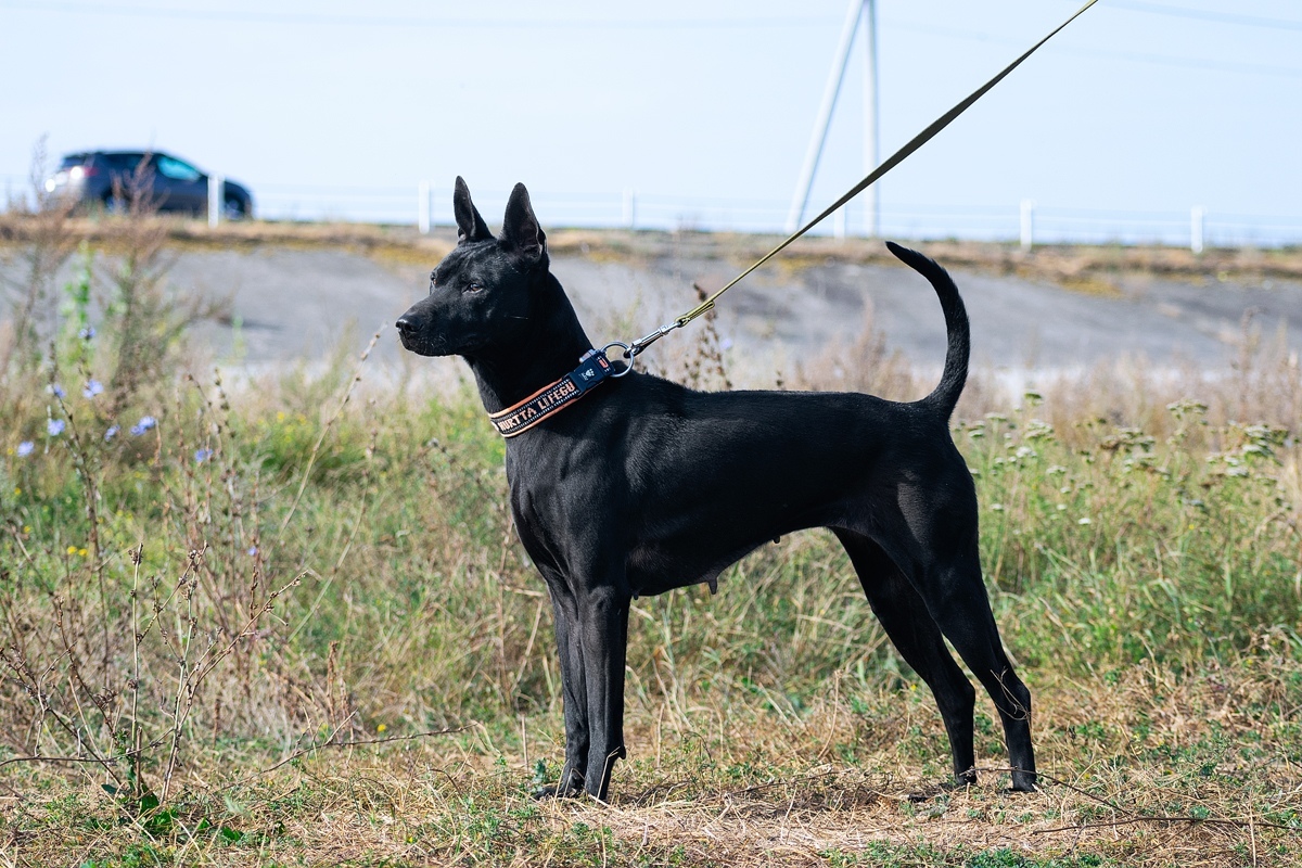 My eldest) Elfgrace Deliza Liende La Tarda aka Tera7.5 years - My, Dog, Thai Ridgeback, , , , Longpost, Breed