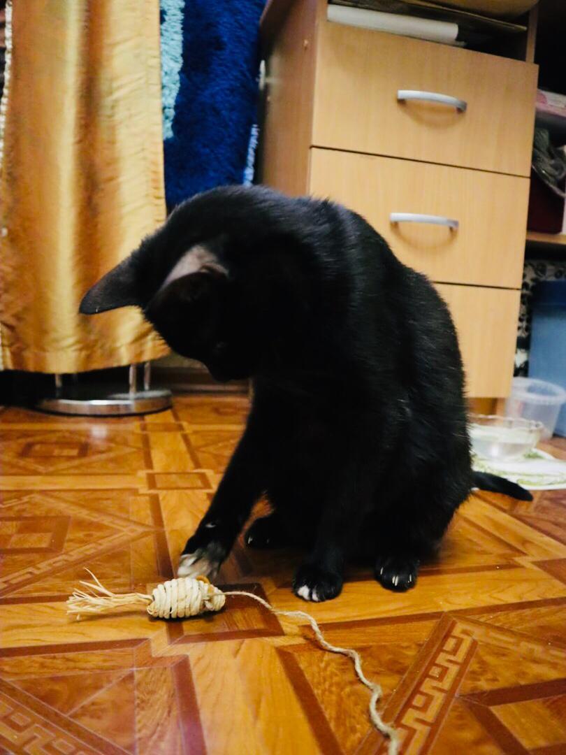 The black cat Mona is a victim of her owners' greed. We are looking for a home for her. Time is running out. [The cat went to a new home] - My, Saint Petersburg, cat, Help, The photo, Longpost, No rating, In good hands, Helping animals