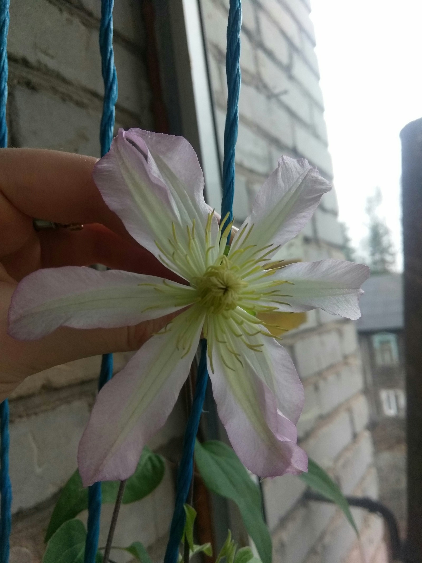 A piece of spring on the balcony) - My, Flowers, Gardening, Clematis, Balcony, Longpost
