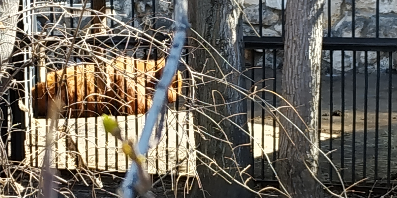 Rare animal of the Moscow Zoo - My, Moscow, Zoo, Russia, Animals, Longpost