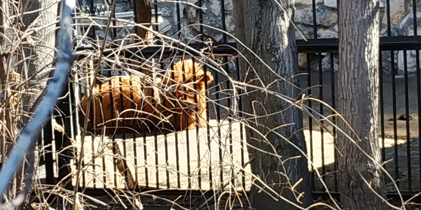 Rare animal of the Moscow Zoo - My, Moscow, Zoo, Russia, Animals, Longpost