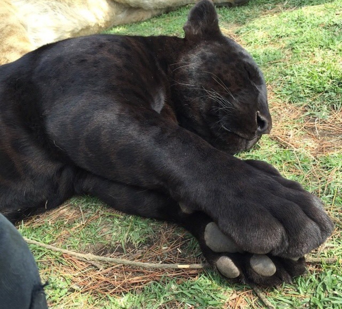 Delicious paws!) - cat, Animals, Panther