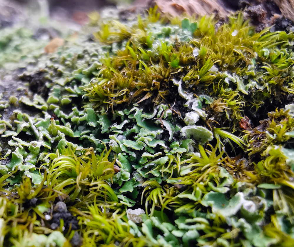 phone calls - My, Macro, Macro photography, Moss, The photo, Forest, Microworld, Longpost