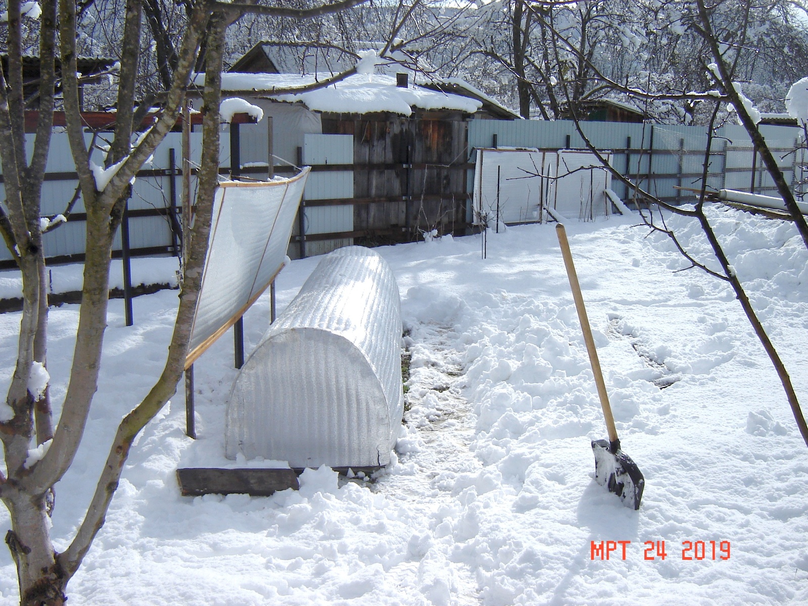 The first potato - 2 Krasnodar Territory. - My, Potato, Краснодарский Край, Longpost