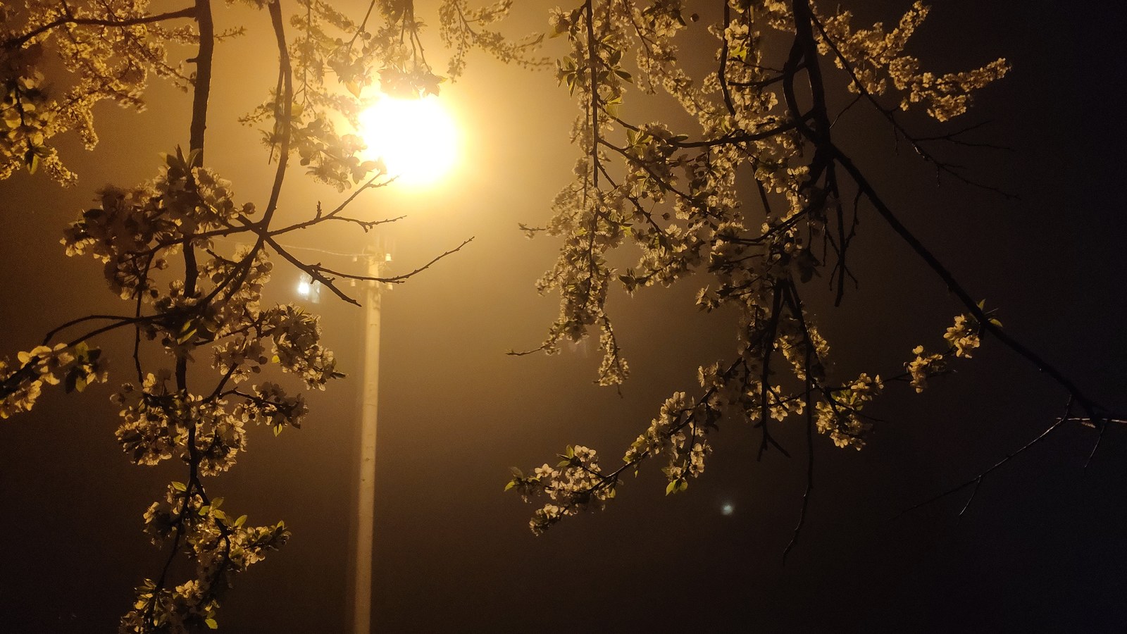 Finally spring - My, Night, The photo, Flowers, Rostov-on-Don