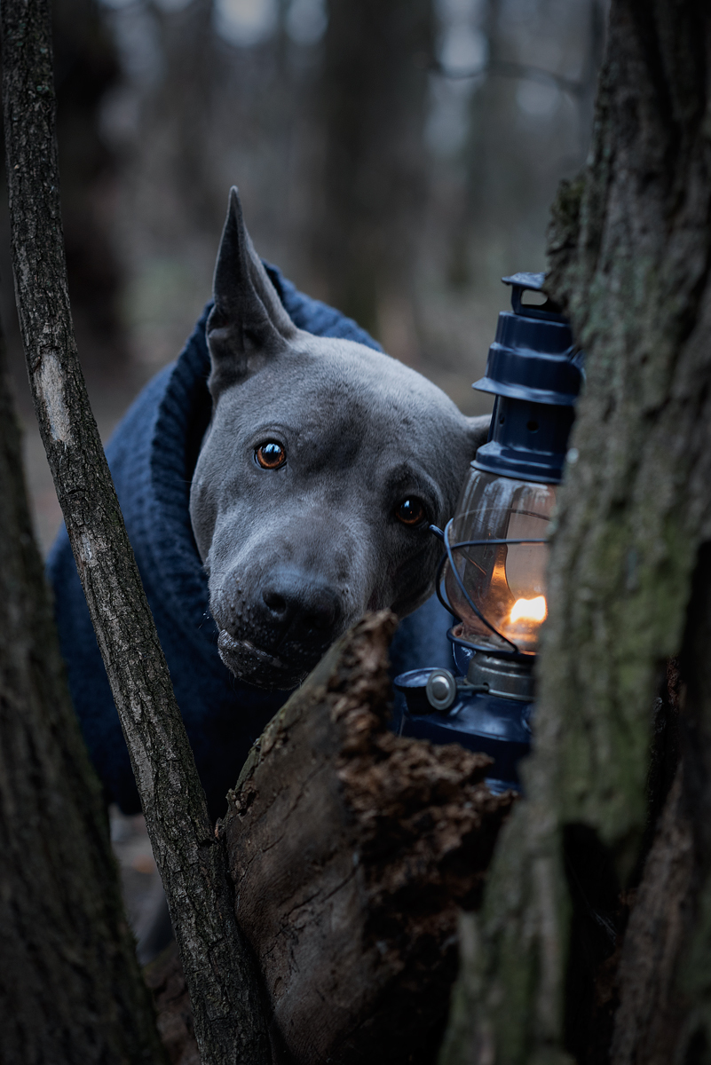 - Hey man! Have you seen Little Red Riding Hood? Boo!!! - My, Dog, Thai Ridgeback, , 