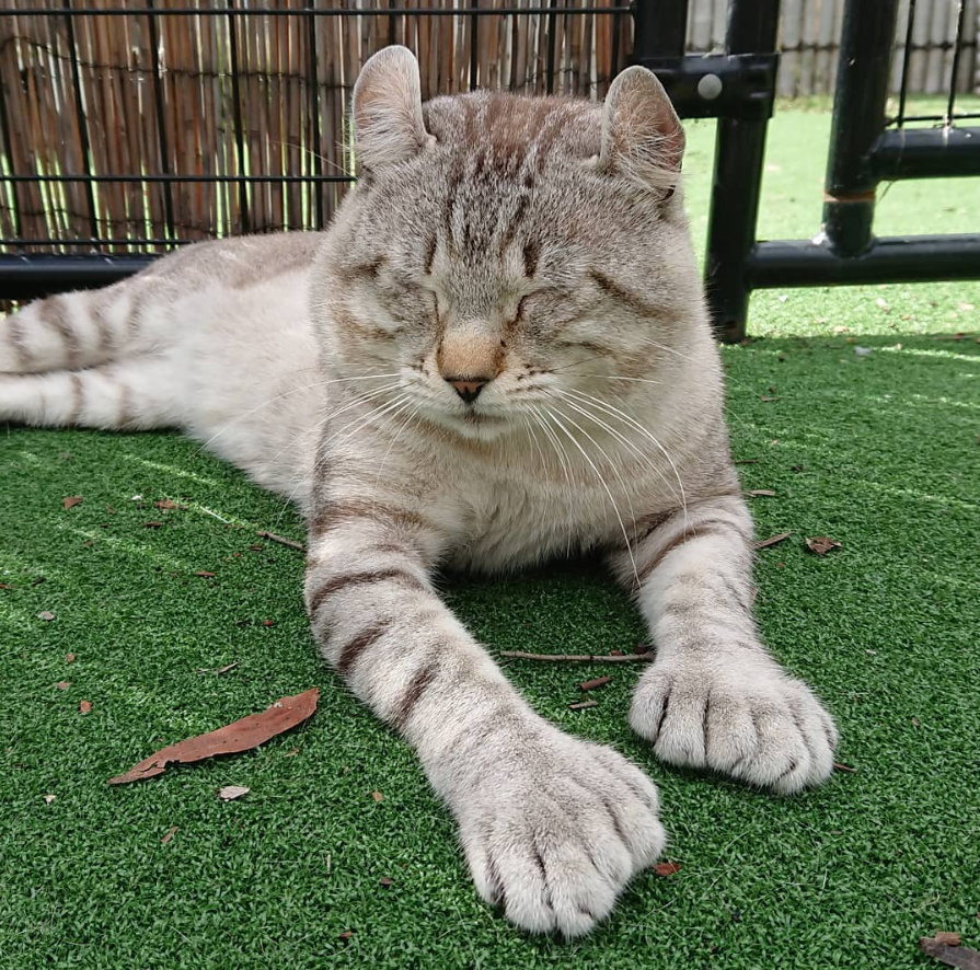 cat - cat, Pets, Polydactyly