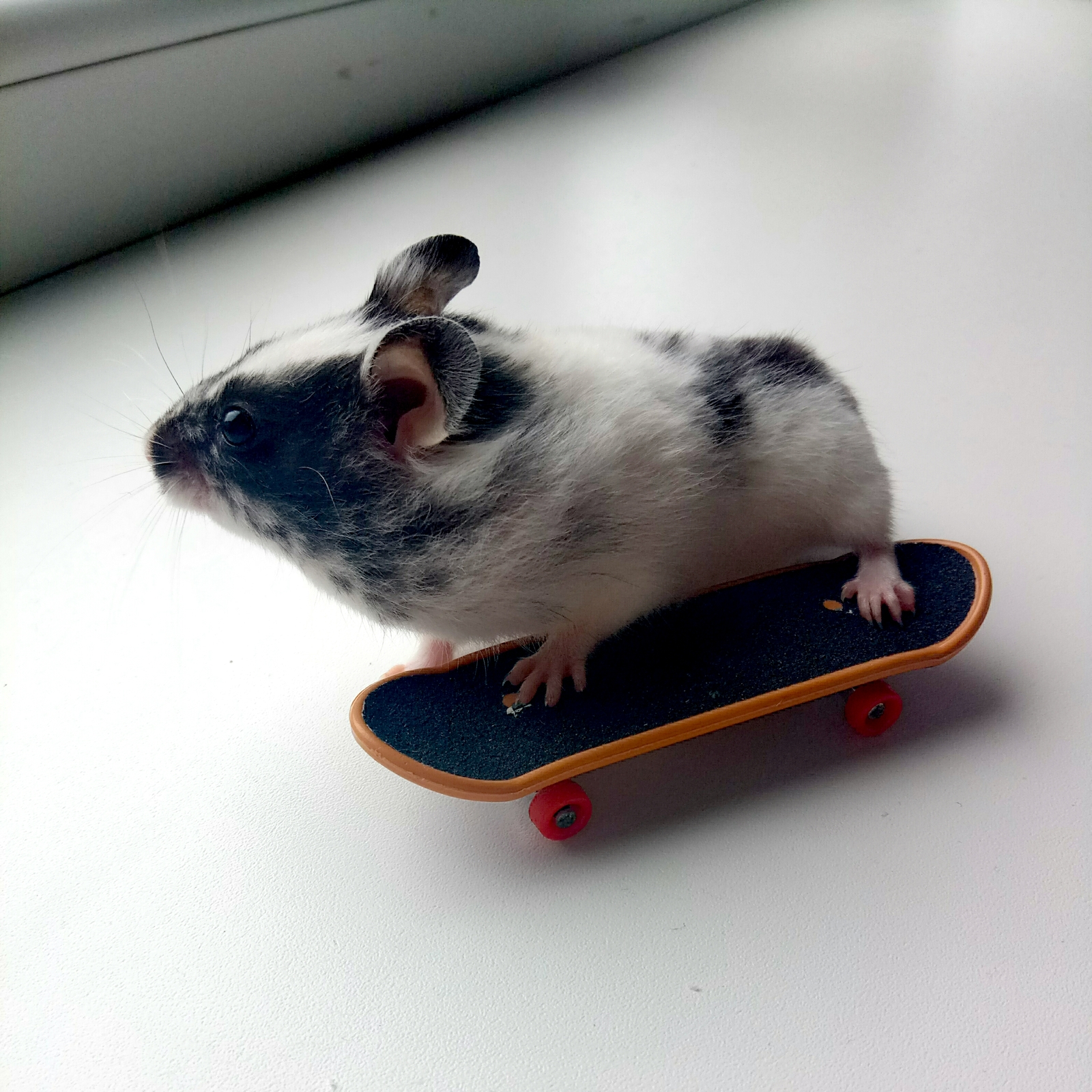 Skateboarder. - My, Hamster, Skateboarder, Longpost