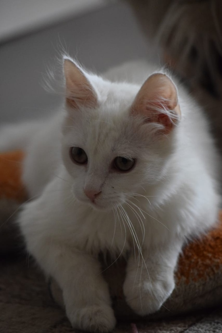 Before and after - absolutely white kitten. Transformation. - My, cat, It Was-It Was, Help, Volunteering, Catomafia, The photo, Longpost, Helping animals