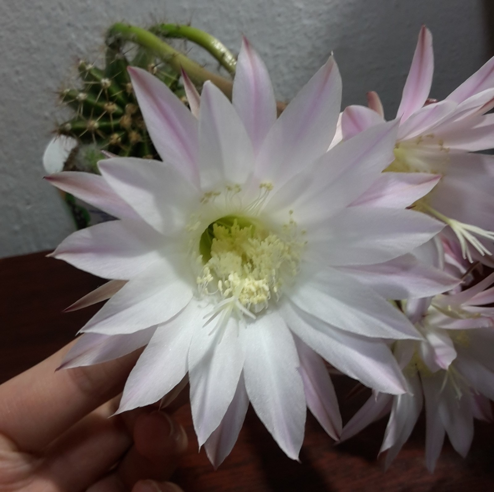 The first flowering of a three-year-old cactus) - My, Cactus, Houseplants, Progressive crop production, Echinopsis cactus, Longpost