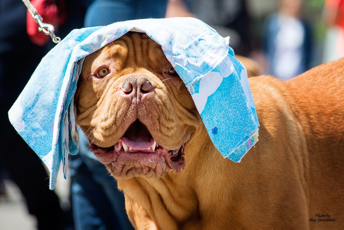 Another series of reportage pictures from dog shows that took place in the South of Russia in 2018, pleasant viewing))) - My, Dog, Dogs and people, Dog show, Animalistics, Longpost