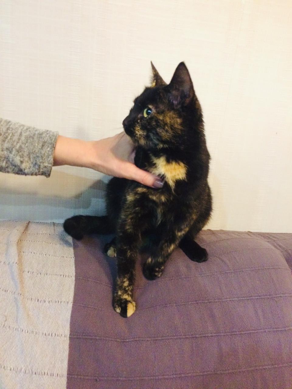 Brownie without a home. [The cat went to a new home] - My, cat, Search, In good hands, Help, No rating, Saint Petersburg, The photo, Longpost, Helping animals