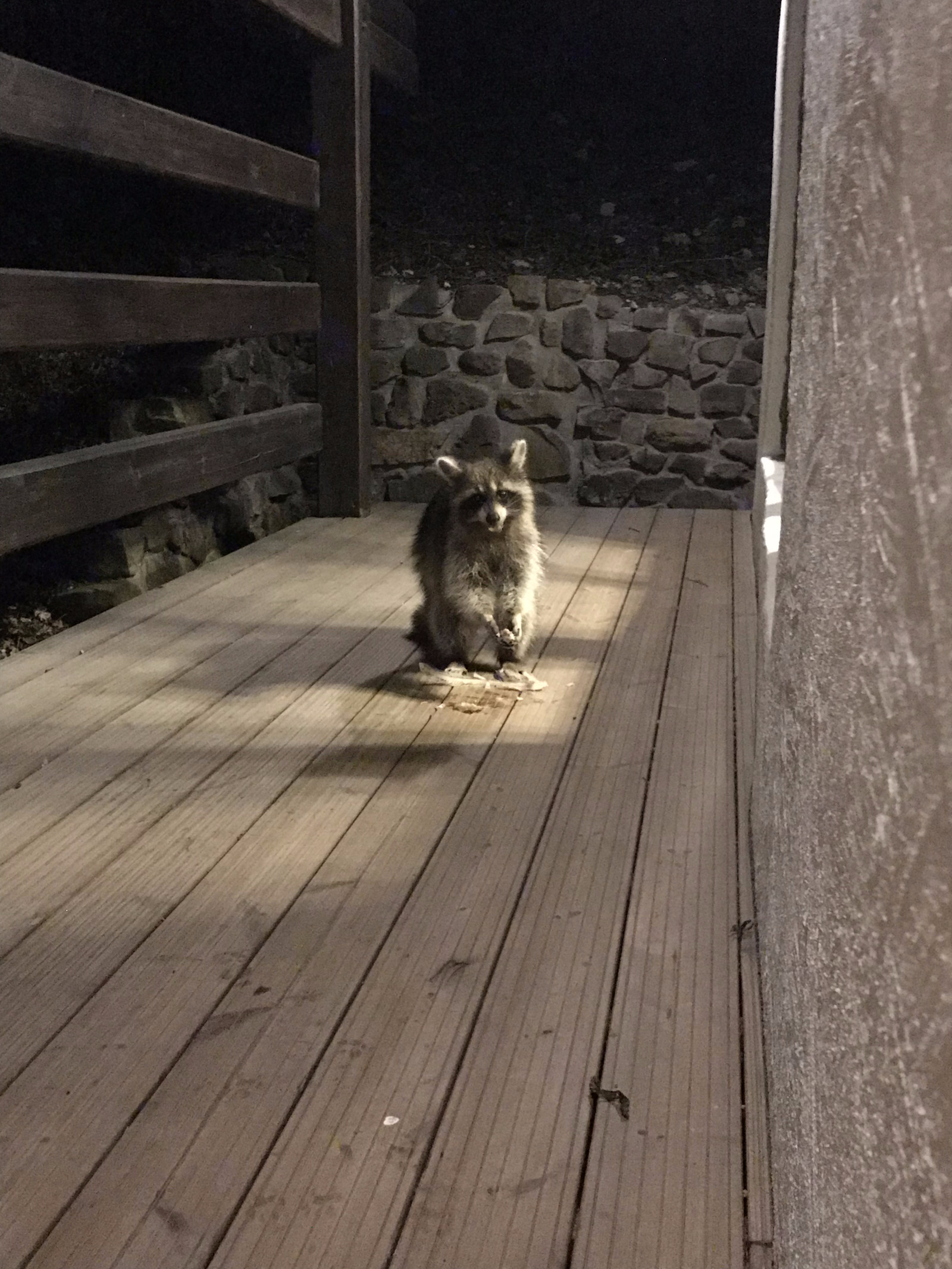 In the wake of all the Bunds, I will support the Friday tradition. - My, Raccoon, The mountains, House, Longpost, Gelendzhik