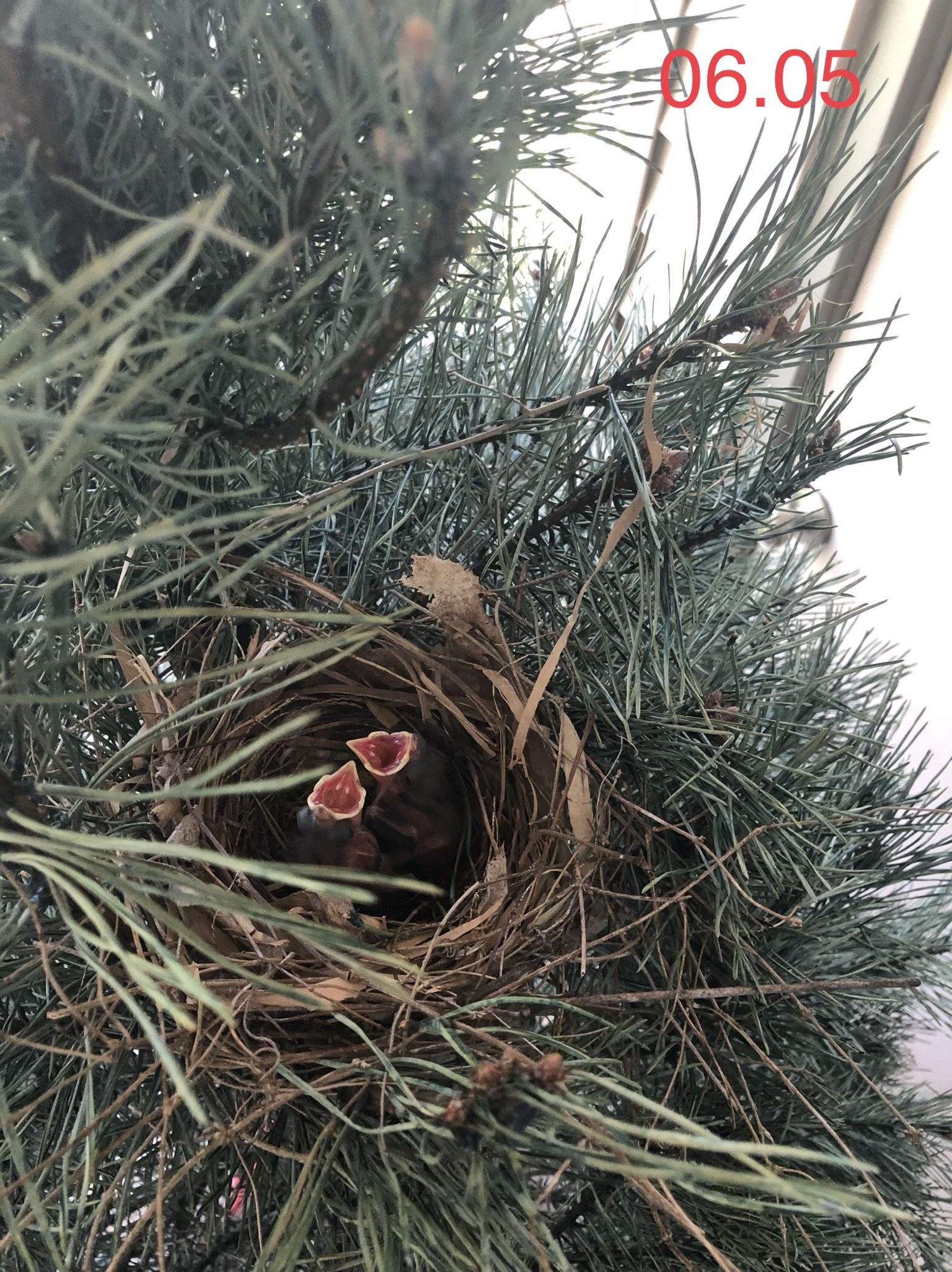 Red cardinal chicks - My, Birds, , Chick, Red Cardinal, Christmas trees, USA, Video, Longpost