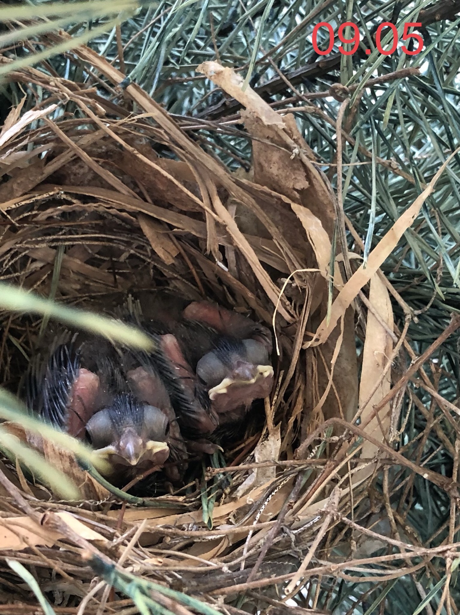 Red cardinal chicks - My, Birds, , Chick, Red Cardinal, Christmas trees, USA, Video, Longpost