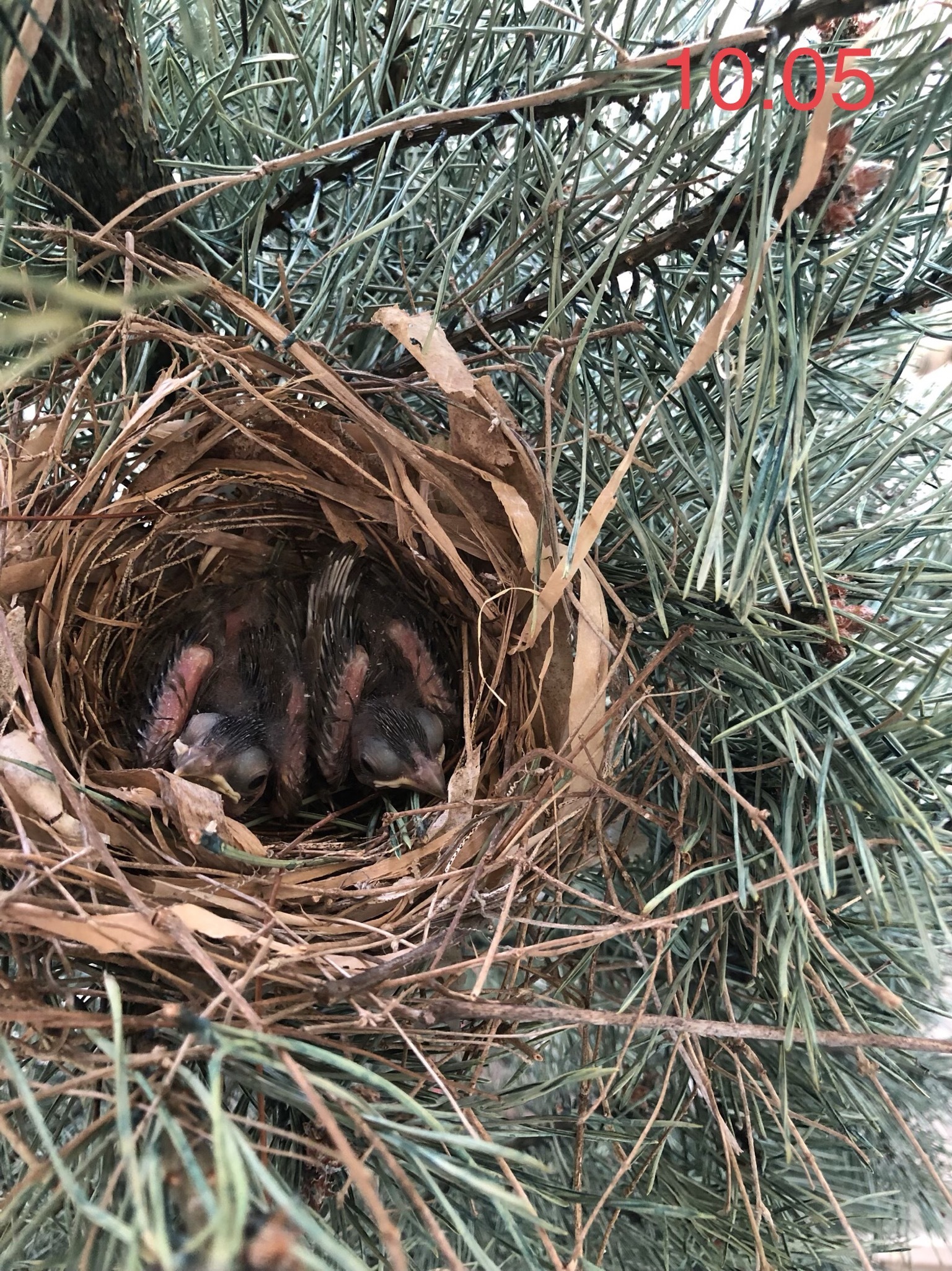 Red cardinal chicks - My, Birds, , Chick, Red Cardinal, Christmas trees, USA, Video, Longpost