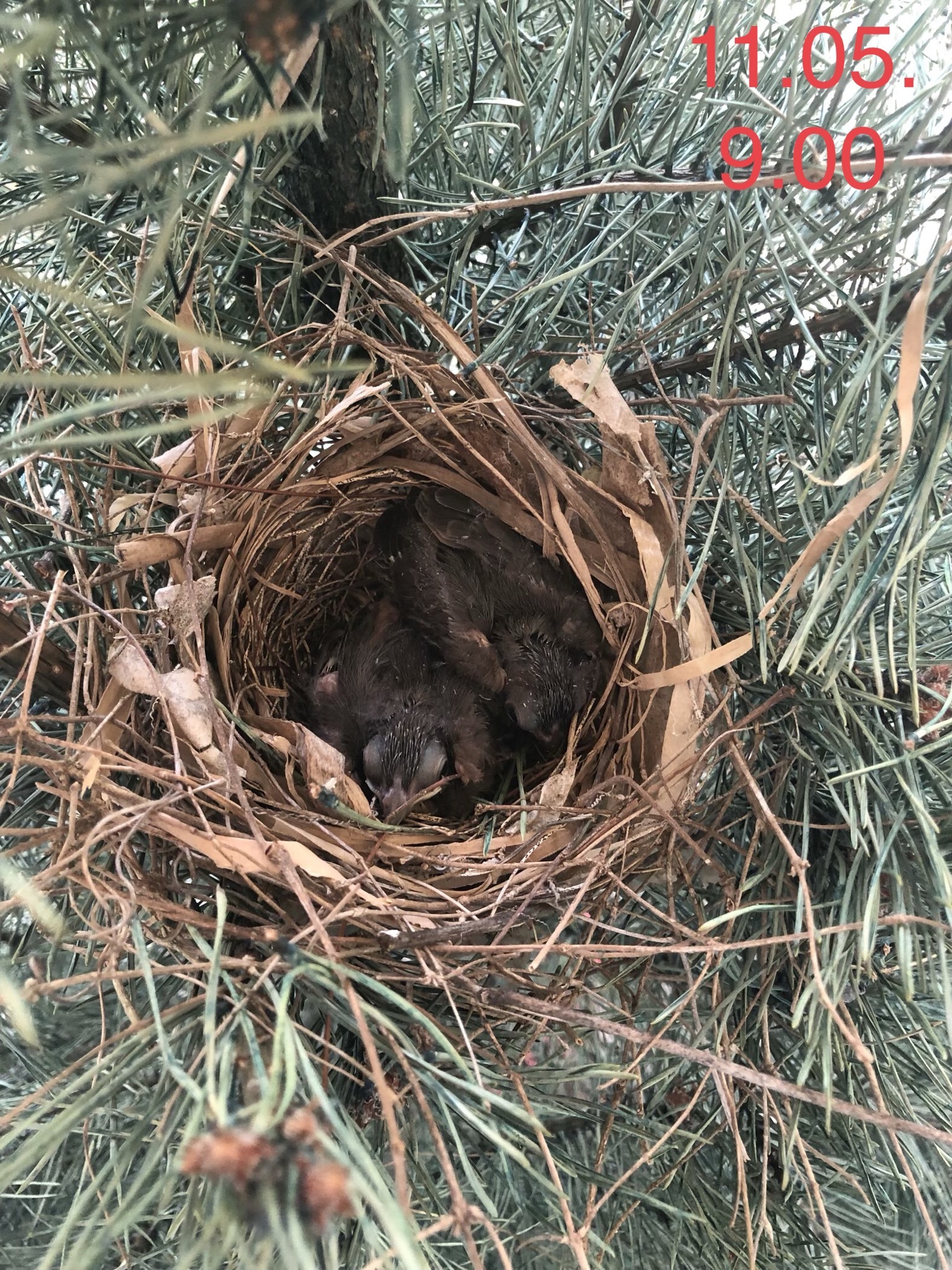 Red cardinal chicks - My, Birds, , Chick, Red Cardinal, Christmas trees, USA, Video, Longpost