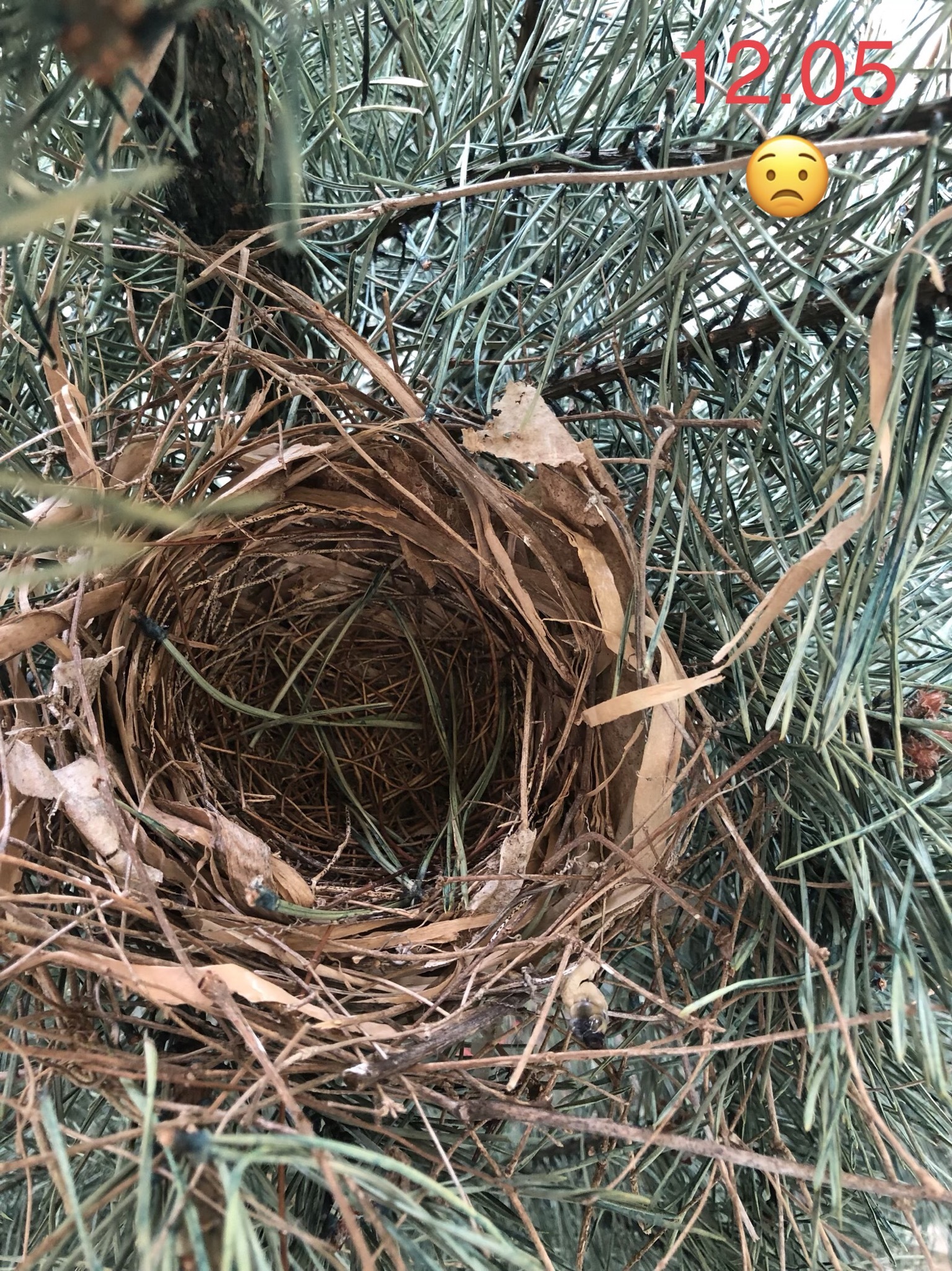 Red cardinal chicks - My, Birds, , Chick, Red Cardinal, Christmas trees, USA, Video, Longpost