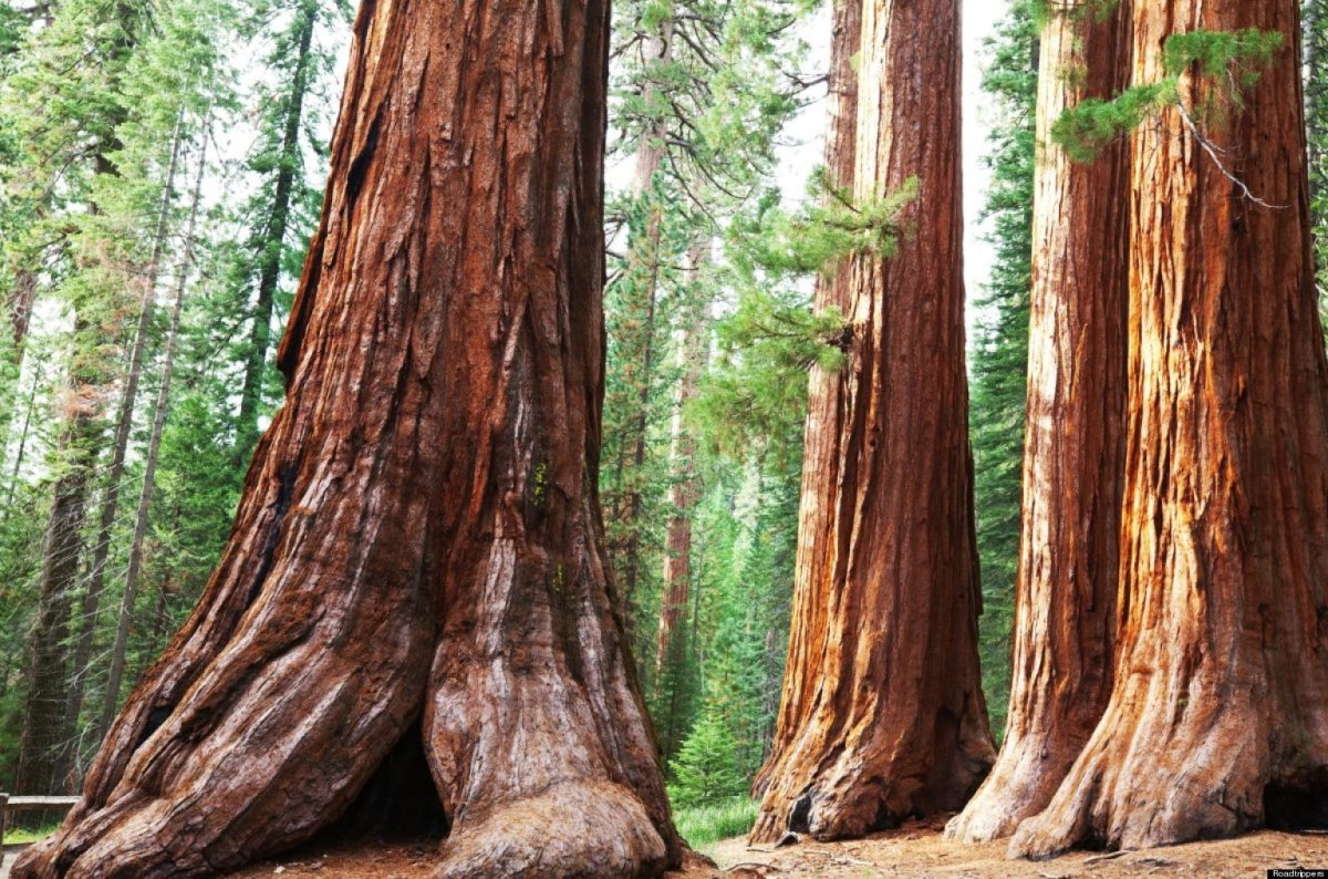 Sequoia, striking in its power! - Tree, Forest, Painting, Nature