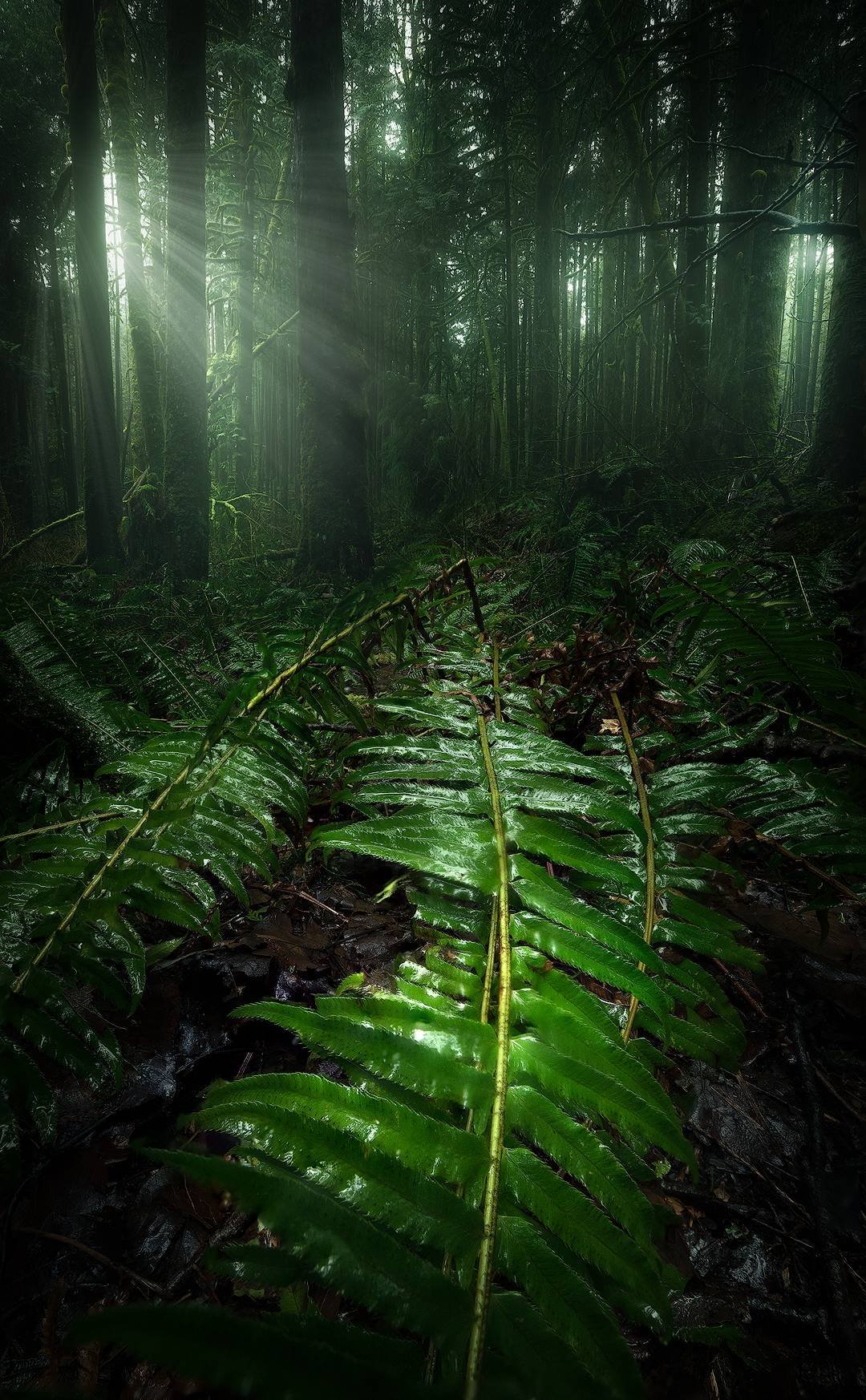 Forest in British Columbia - Nature, Images, Forest, The photo