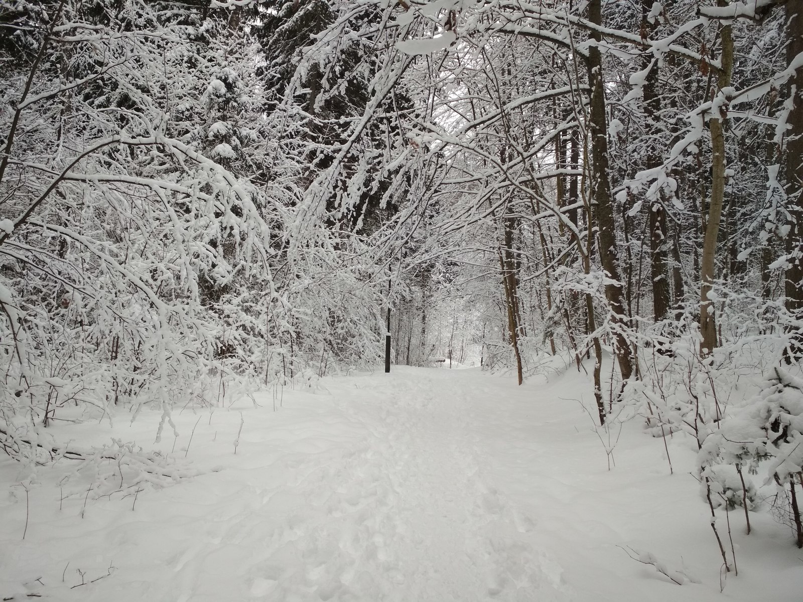 Зима под Звенигородом. - Моё, Фотография, Природа России, Природа, Дикая природа