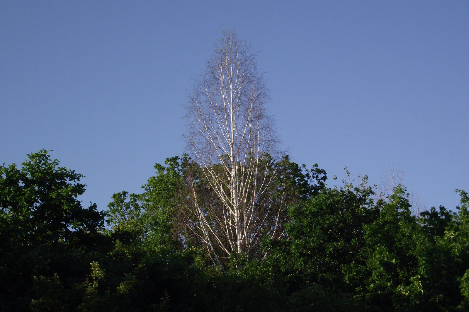 Summer walks - My, Nature, The photo, White birch, Riot