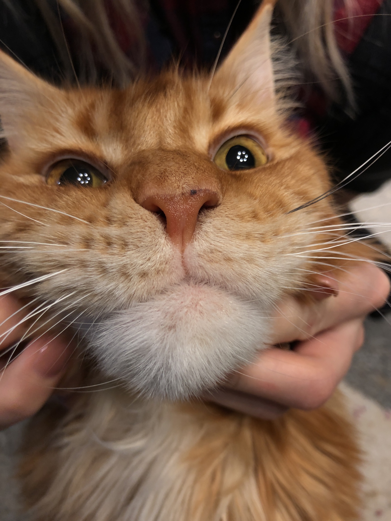 cotus gigantus - My, cat, Maine Coon