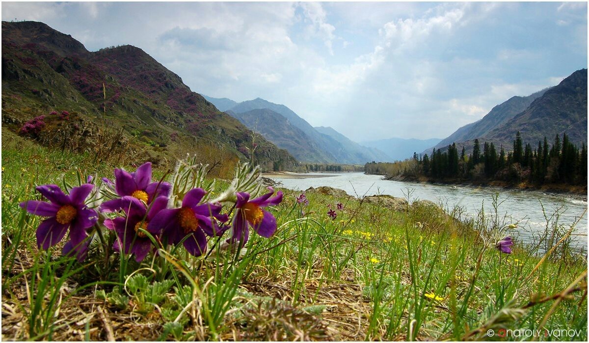 Spring - Spring, Nature, Mountain Altai, Altai Republic