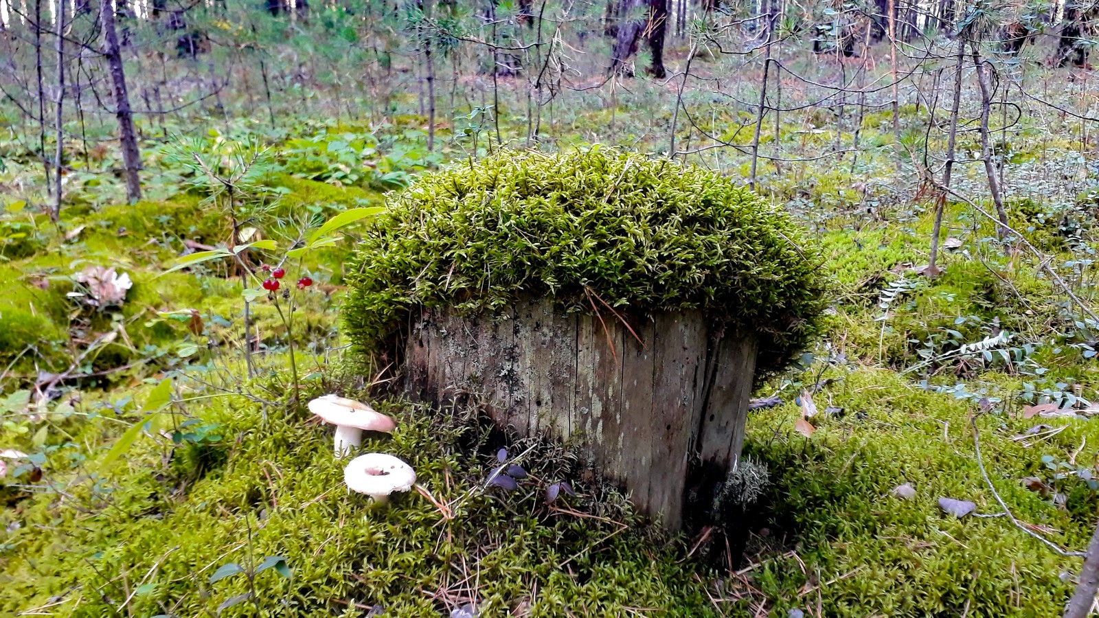 A piece of summer pine forest - My, Pinery, Forest, Pine, Stump, Moss, The photo, Nature