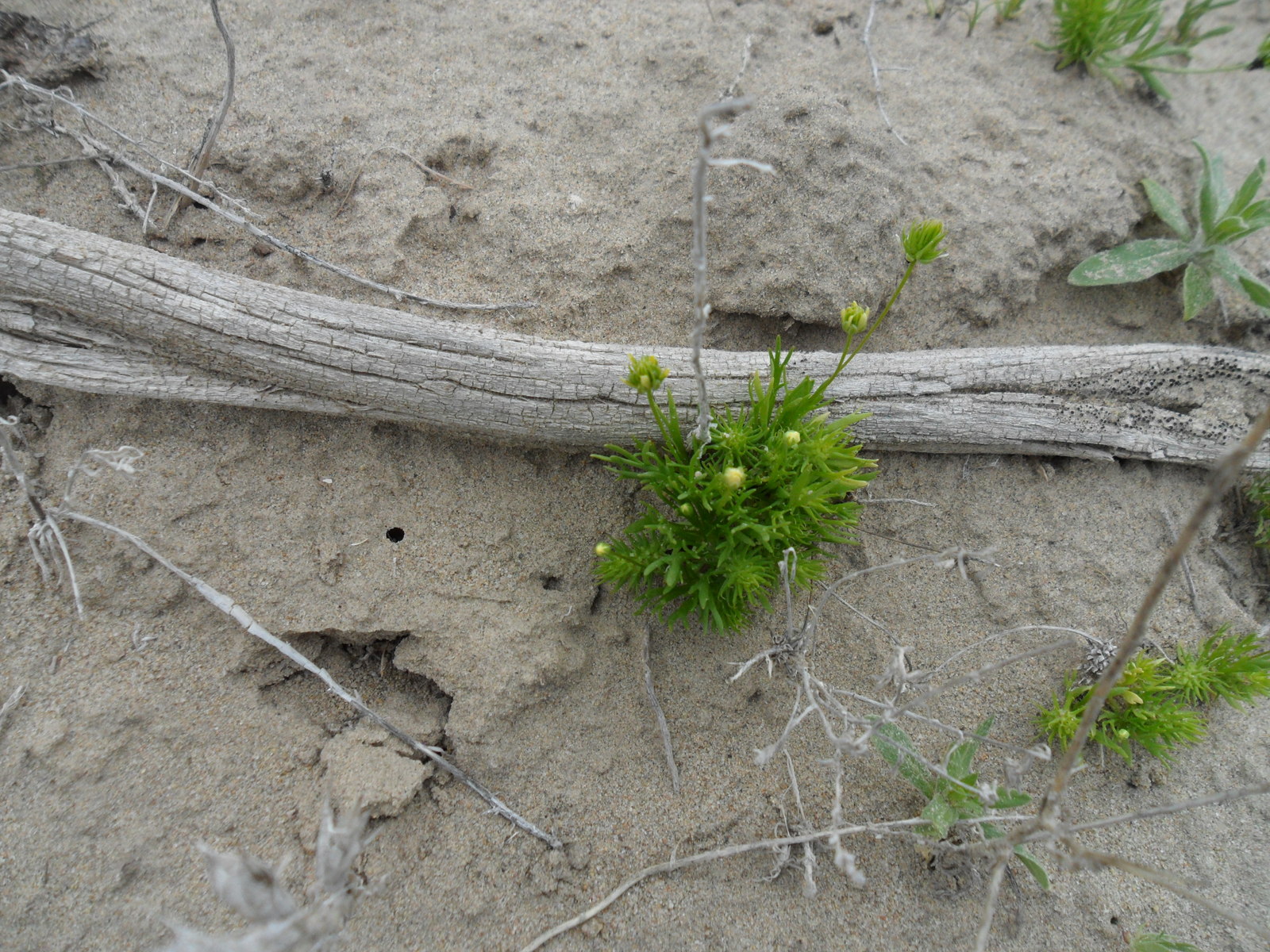 For mushrooms, part 1 Flower - My, Longpost, Kazakhstan, Kyzylorda, , , Mushrooms, Nature, Video