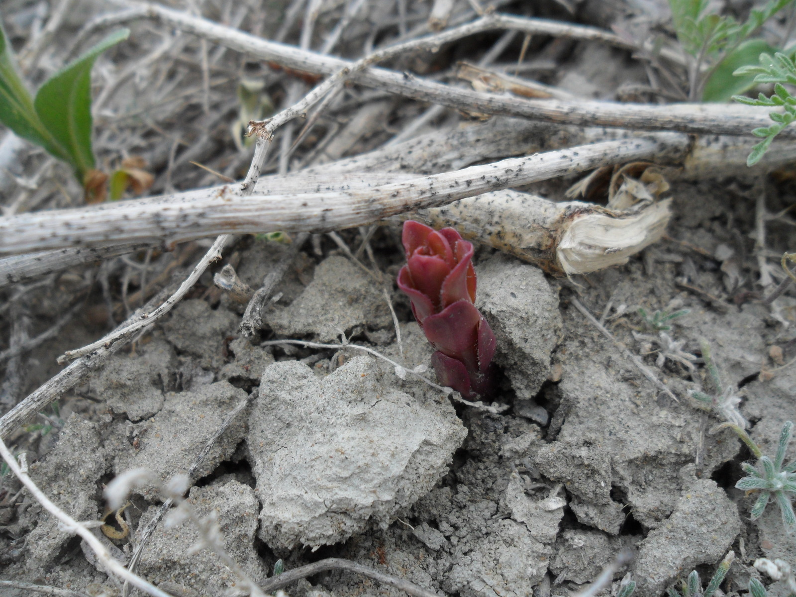 For mushrooms, part 1 Flower - My, Longpost, Kazakhstan, Kyzylorda, , , Mushrooms, Nature, Video