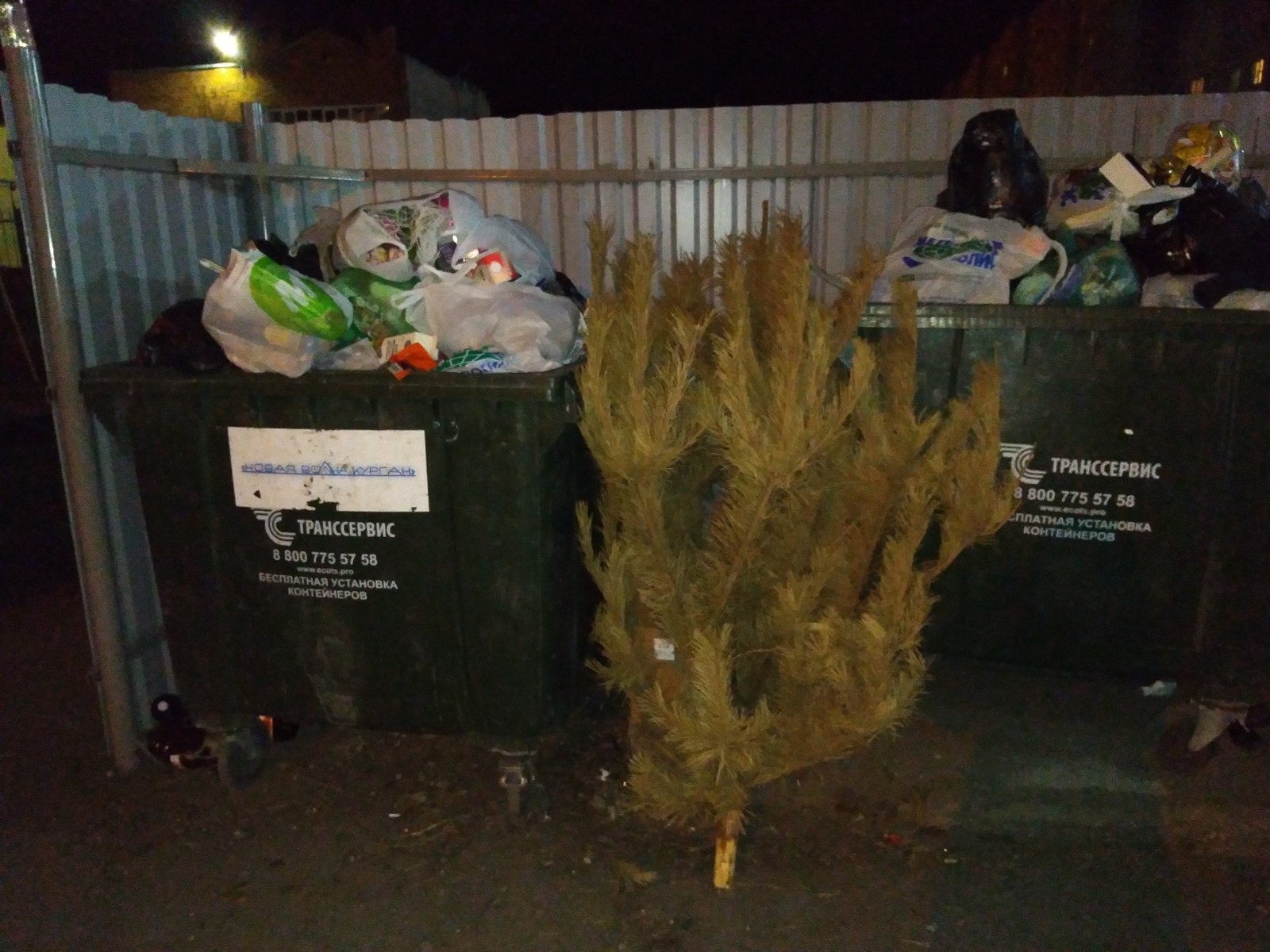 The holiday comes to us - My, New Year, Christmas tree, Pine, Cleaning, Spring, Garbage