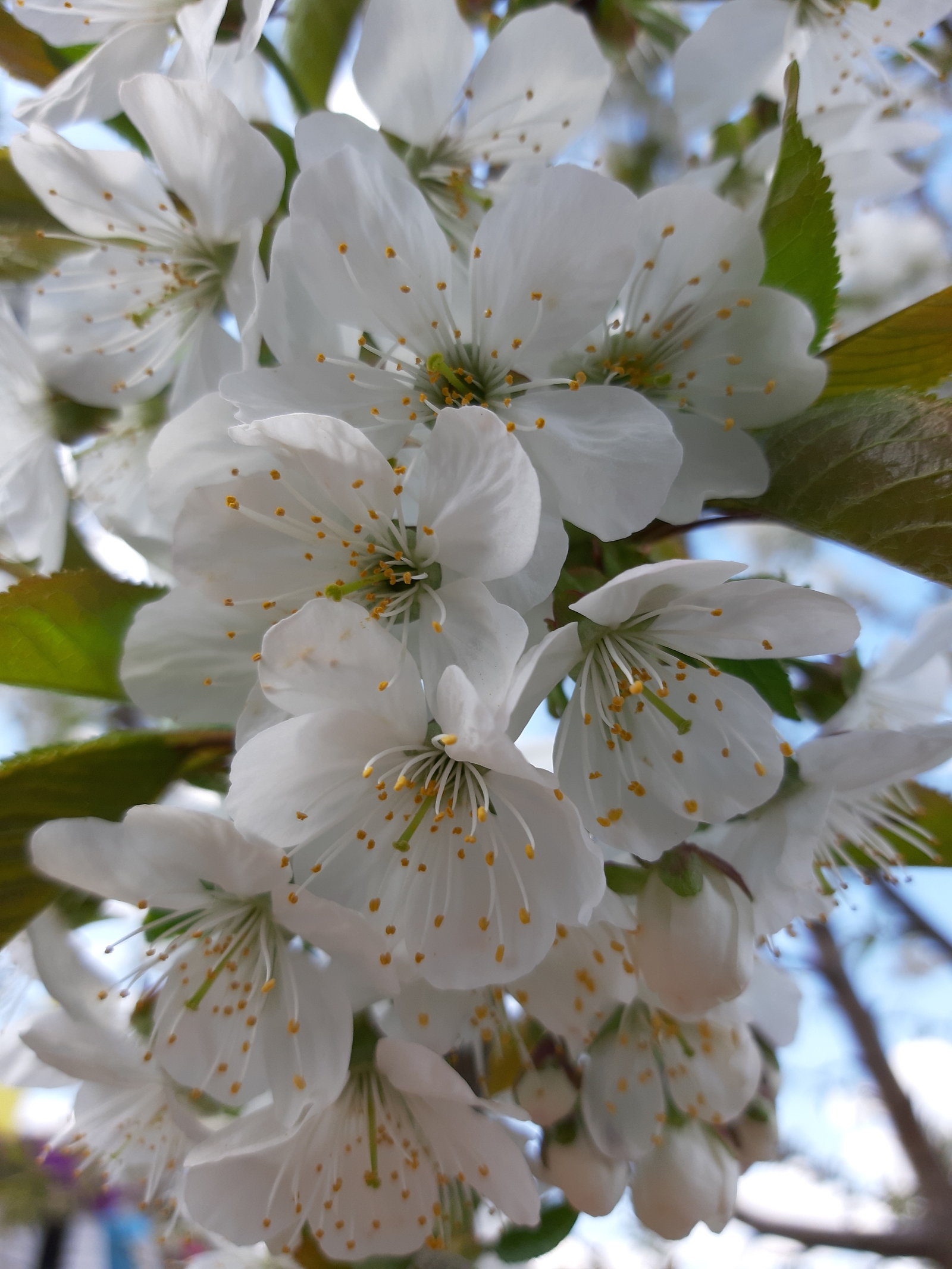 Spring is a source of cool photos! - My, Spring, Flowers, Cherries, Longpost