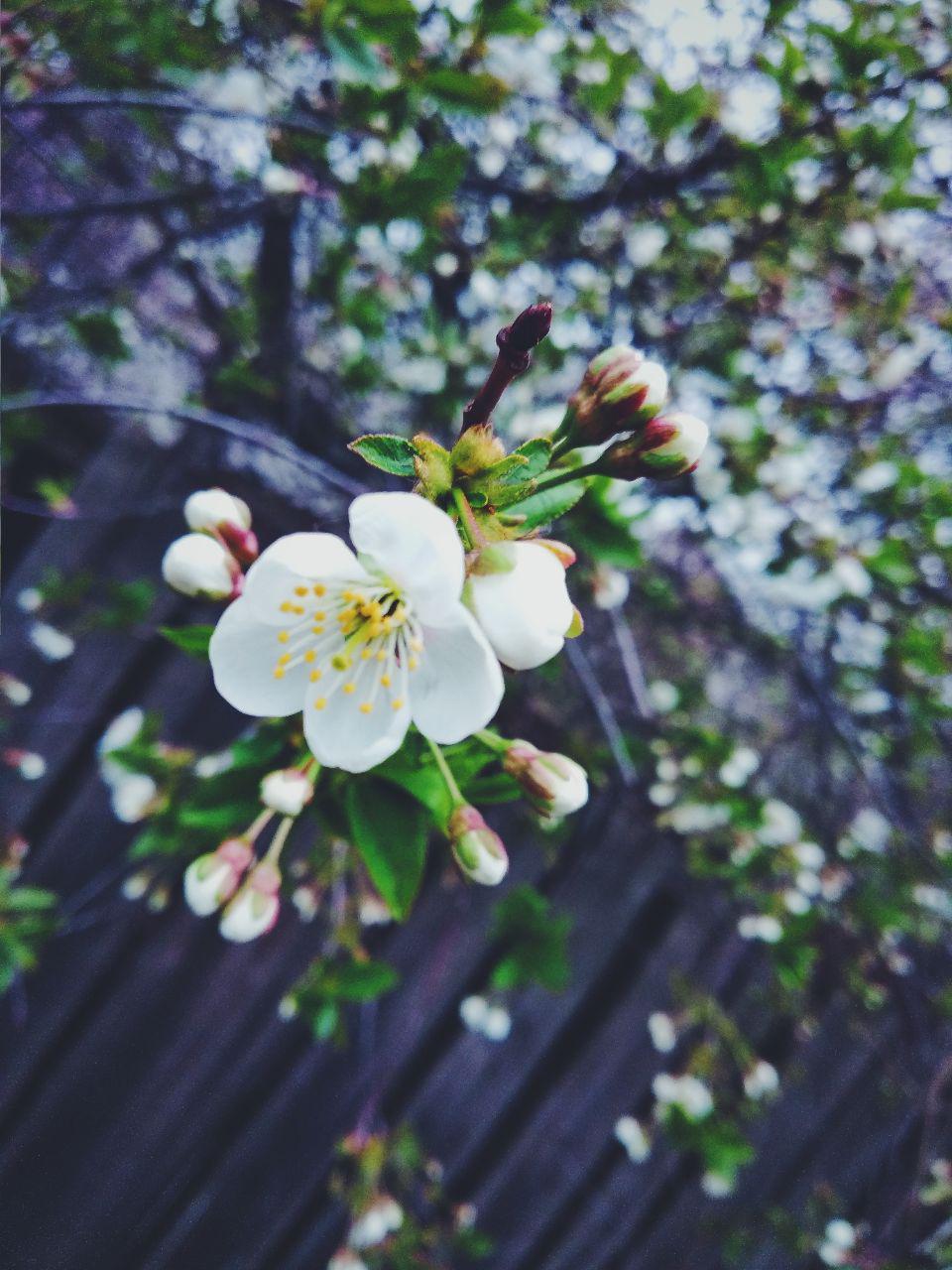 Flowers - My, Flowers, Nature, Spring, Cherry